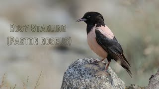 Rosy starling  Pastor roseus  Rosecoloured starling  Rosecoloured pastor [upl. by Tymes653]