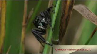 Phidippus clarus  Jumping Spider [upl. by Nnazil]