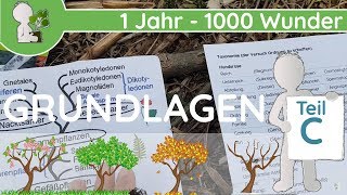 📚 1 Jahr  1000 Wunder  Grundlagen Teil C SystematikTaxonomie  BotanikGrundlagenWissen [upl. by Alysa]