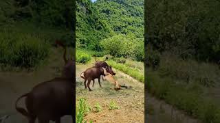 Lions Hunting Buffalo Nature in Action Wildlife Predators [upl. by Nevin255]