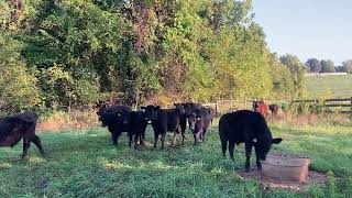 September 20 Fall Starts and Flash Grazing Continues  Episode 156 [upl. by Candida]