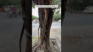 iron eating tree  One of the largest trees in India which eats a lot of iron Treeeatiron [upl. by Ahseinat]