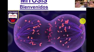 BIOLOGÍA  Mitosis Ciclo celular Parte 2 [upl. by Gershom820]