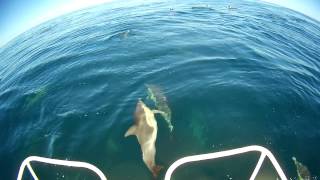 Webster Twinfisher Fishing the Continental Shelf off Batemans Bay [upl. by Kroy884]