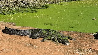 man 🐊 David Attenborough parody [upl. by Ludeman]