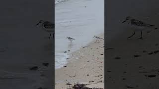 piping plover in cape cod [upl. by Hiltan734]