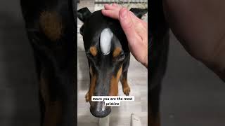 Daily puppy training shorts puppy doberman dogtraining dogsofyoutube dogs [upl. by Worlock348]