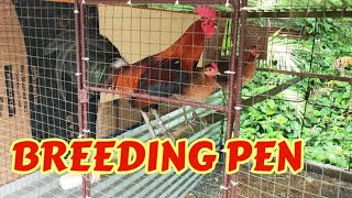 Breeding Pens  Breeding Pen for Gamefowl  Breeding Pen for Chicken  Kulungan ng Manok [upl. by Vastah]