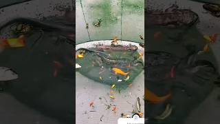 amazing fishing fishingwithnet fishing fish bdfishinglife koi netfishing [upl. by Ludly]