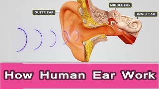 How human ear worksEar structure and functionear anatomy [upl. by Nels]