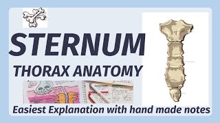 Sternum Anatomy  Bone  Manubrium Sternal Angle Xiphoid process  joints of sternum [upl. by Tolland255]