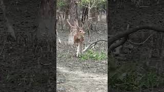 Sundarban Spotted Deer’s birds animals nature birdwatching sundarban deers wildlife [upl. by Kalb]