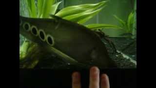 My 55 gallon clown knife fish tank [upl. by Aled]