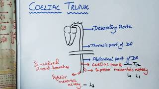 COELIAC TRUNK  EASY TO UNDERSTAND✌️ [upl. by Horacio]