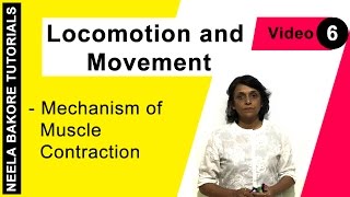 Locomotion and Movement  NEET  Mechanism of Muscle Contraction  Neela Bakore Tutorials [upl. by Ssenav]