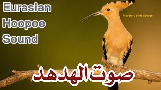 صوت الهدهد  Eurasian Hoopoe Sound [upl. by Einnim]