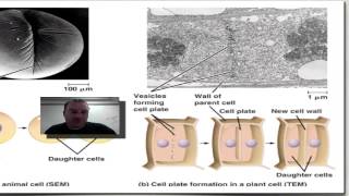 Chapter 10 Part 7  Cytokinesis [upl. by Roath102]