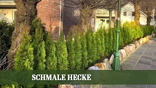 Welche Arten eignen sich für eine schmale Hecke [upl. by Gabriell]