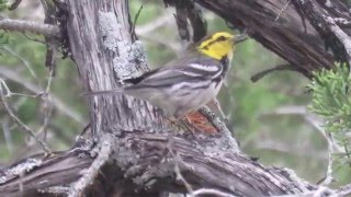 Goldencheeked Warbler Setophaga chrysopariaformerly Dendroica chrysoparia Feeding on a Worm [upl. by Yager]