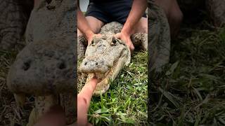 I yoinked a huge anaconda reptilescrazysnakeanimalnaturejungleyoutubeshortswildlifeviral [upl. by Aelyk]