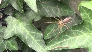 Wasp hunting the spider [upl. by Cressy]