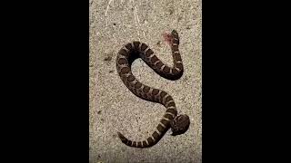 Decapitated head of snake bites it own body😱😱shortsfeed shorts shortsviral short [upl. by Rebane425]