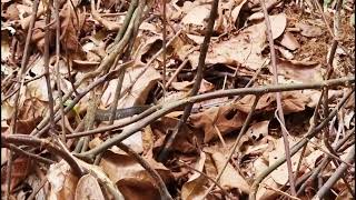 Keeled Rat Snake Ptyas Carinatakdcf [upl. by Jaenicke]