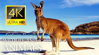 Amazing Australia Wildlife 4k 60FPS Cinematic Video by Drone [upl. by Lombardy]