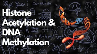 Histone Acetylation amp DNA Methylation  Practice Problem  MCAT [upl. by Gore381]