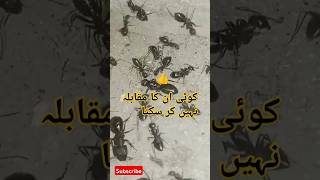 Kale kiron ki khubsurti ke sath Ham do sana 🐜🐜shortsshortviralYouTube shorts [upl. by Brennan455]