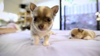 Chihuahua Puppies playing  Few months old puppies [upl. by Anirbas263]