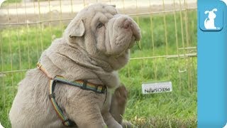 Wrinkly Shar Pei Puppy Gives Himself a Good Scratch  Puppy Love [upl. by Farl]