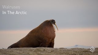 Walruses in the Arctic [upl. by Loresz747]