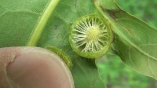 Western Speckled Oak Gall Cynipidae Besbicus mirabilis Early Stage [upl. by Forras]