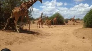 Samburu National Reserve  giraffes [upl. by Anelac]