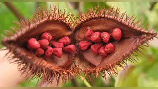 Benefits of ANNATTO SEEDS [upl. by Lenhart]