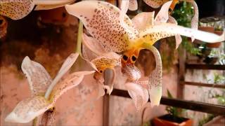 Orquídea Stanhopea Oculata [upl. by Wimsatt]