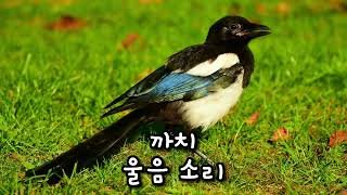 MAGPIE SOUND EFFECT 까치 울음소리 모음 효과음 소리 동물 animal 까치 소리 효과음 [upl. by Maller]