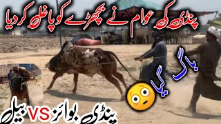 pindi boys vs bull bhatta chowk mandi 2024 latest update ll dhani bulls ll jamil tv ll [upl. by Palla]