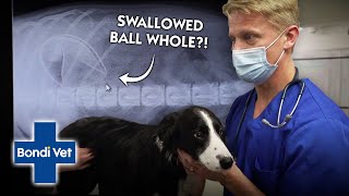 Border Collie Pup Swallows Big Squeaky Ball In One Gulp  Full Episode  E31  Bondi Vet [upl. by Llereg]