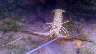 Kayak Cooking  Lobster and Mangrove Snapper Ceviche [upl. by Huntley]