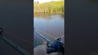 fishing fish pesca pescar pescador casting reel tarucha arroyo [upl. by Michi]