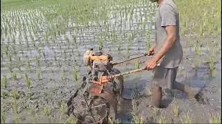 paddy weeder rs 13000 9787672239 melur madurai d TN🇮🇳🙏3 [upl. by Onileba]