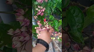 Adipoli Bleeding heart plant fertilizer and growing tips Propagation of Bleeding heart Littyste [upl. by Ayahc]