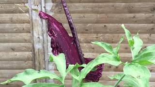 Dracunculus Vulgaris blüht  dieses mal ohne Biene und Hummel  MEGA Gestank [upl. by Ecyt]