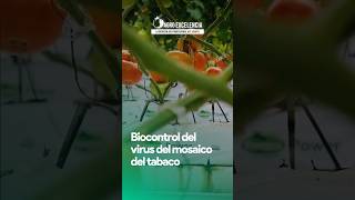 Biocontrol del virus del mosaico del tabaco 🌱🍅 TMV virus tomate MosaicodelTabaco biocontrol [upl. by Tanya365]