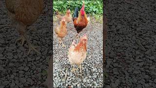 Desi murgi palan ka tarika youtubeshorts chicken shorts [upl. by Okihcas]