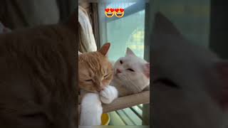 Whats this 😂 Romantic video 😆 💕 animals funny shorts cat love [upl. by Esac]