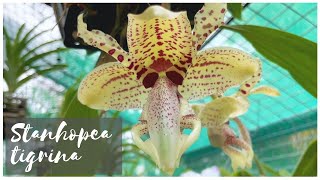 Stanhopea orchid care  HUGE FRAGRANT blooms on Stanhopea tigrina [upl. by Nwahsyd]