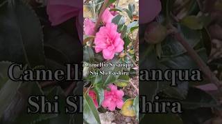 Camellia Sasanqua Shi Shi Gashira [upl. by Shumway]